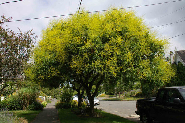 100  Koelreuteria paniculata, Goldenrain tree Seeds, Varnish tree Seeds