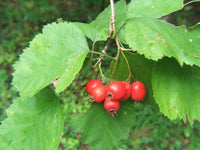 10 Crataegus calpodendron Seeds , hawthorn Seeds