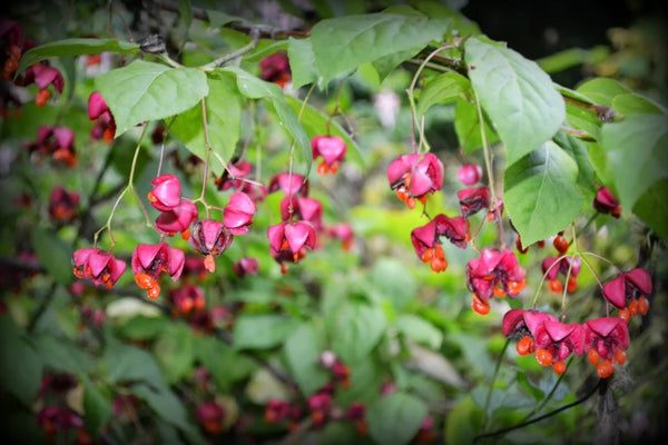 10 Seeds Euonymus latifolius Seeds, large leaved spindle Seeds