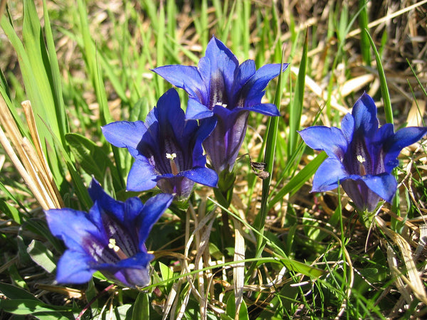 10 Gentiana barbata Seeds