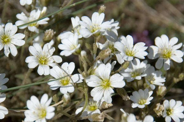 10 Seeds Silene rupestris , Rock campion Seeds