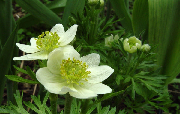 10 Anemone crinita  Seeds,