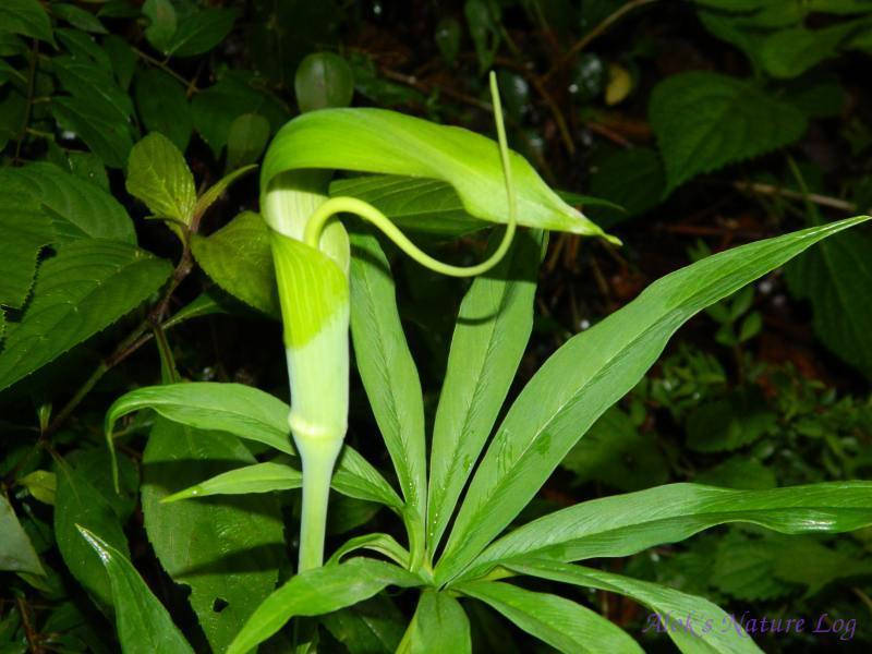 50 Seeds Arisaema tortuosum, whipcord cobra lily,Jack in the Pulpit Seed