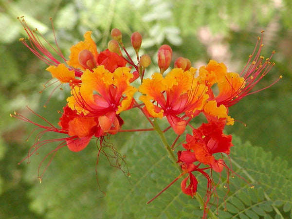 50 Caesalpinia pulcherrima Seeds, Pride of Barbado, Bird of Paradise Seeds.