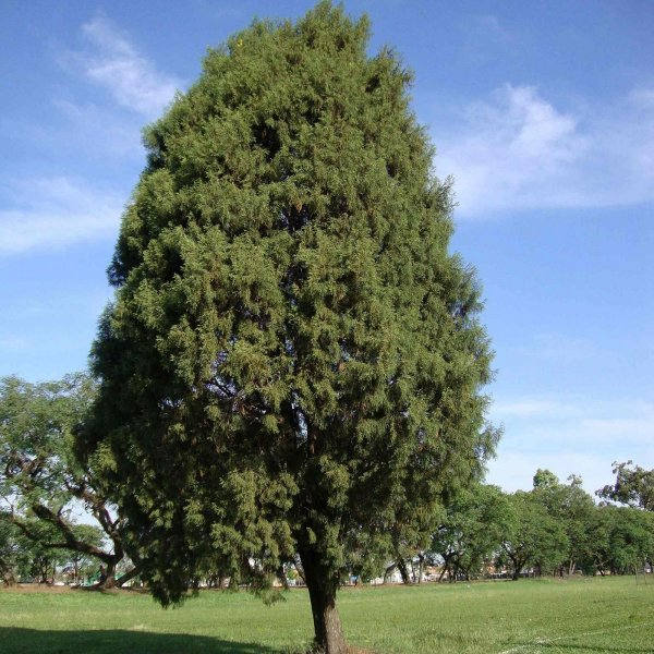 200 Seeds Cupressus lusitanica, Mexican white cedar, cedro blanco