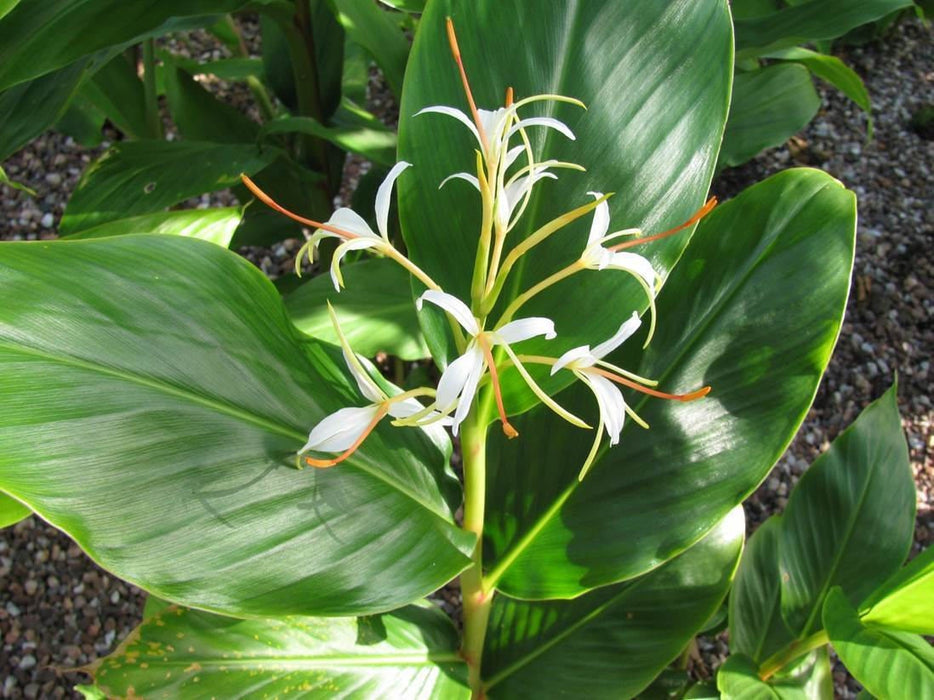 35 Seeds Hedychium spicatum, Spiked Ginger Lily, Himalayan Lipstick Seeds