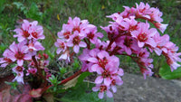 10 Bergenia crassifolia, Siberian tea, Mongolian tea, leather bergenia,