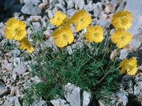 10 Papaver kerneri, Alpine poppy or dwarf poppy,