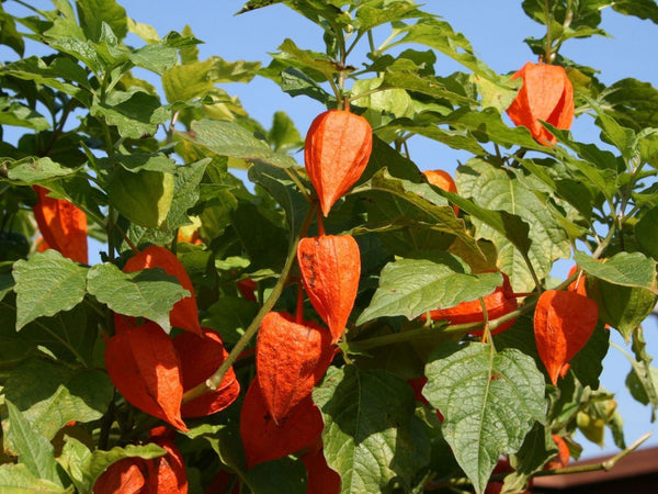 10 Seeds  Physalis alkekengi franchetii, Cape Gooseberry.