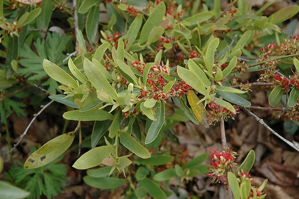 50 Distylium myricoides Seeds .Myrtle leaf Distylium .blue-leafed izu Seeds