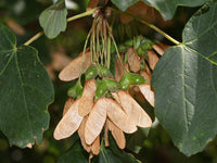 10 Acer opalus Seeds, Italian maple Seeds