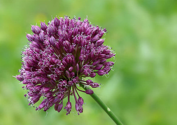 10 Seeds Allium jajlae , Allium rotundum Seeds,