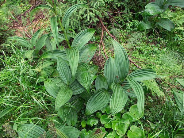 10 Seeds Veratrum lobelianum Seeds, False helleborine Seeds