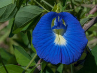 100 Clitoria ternatea Seeds , Butterfly pea, Butter fly pea, Blue pea vine Seeds