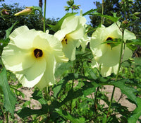 200  Hibiscus abelmoschus ,Abelmoschus moschatus, Musk Mallow Seeds