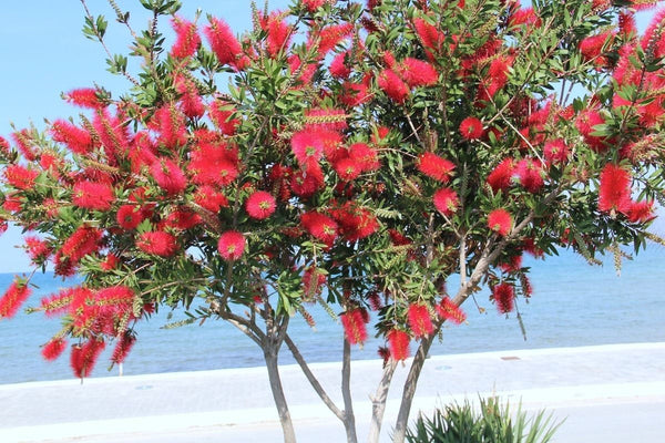 500 Callistemon citrinus Seeds, Crimson Bottlebrush Seeds, Red Bottlebrush,