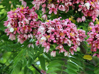 50  Seeds Cassia nodosa, Pink Shower Tree, Apple blossom Tree