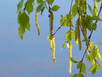 25 Seeds Betula verrucosa , European white birch tree Seeds