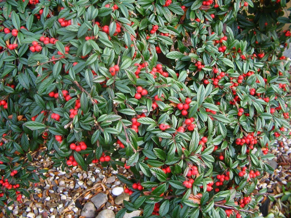 10 Cotoneaster salicifolius Seeds. Willow-leaved Cotoneaster,