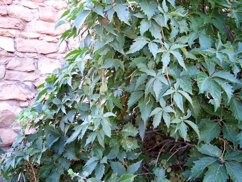 10 Parthenocissus vitacea Seeds, thicket creeper, false Virginia creeper Seeds,