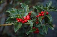 10 ilex meserveae Seeds. Blue holly Seeds