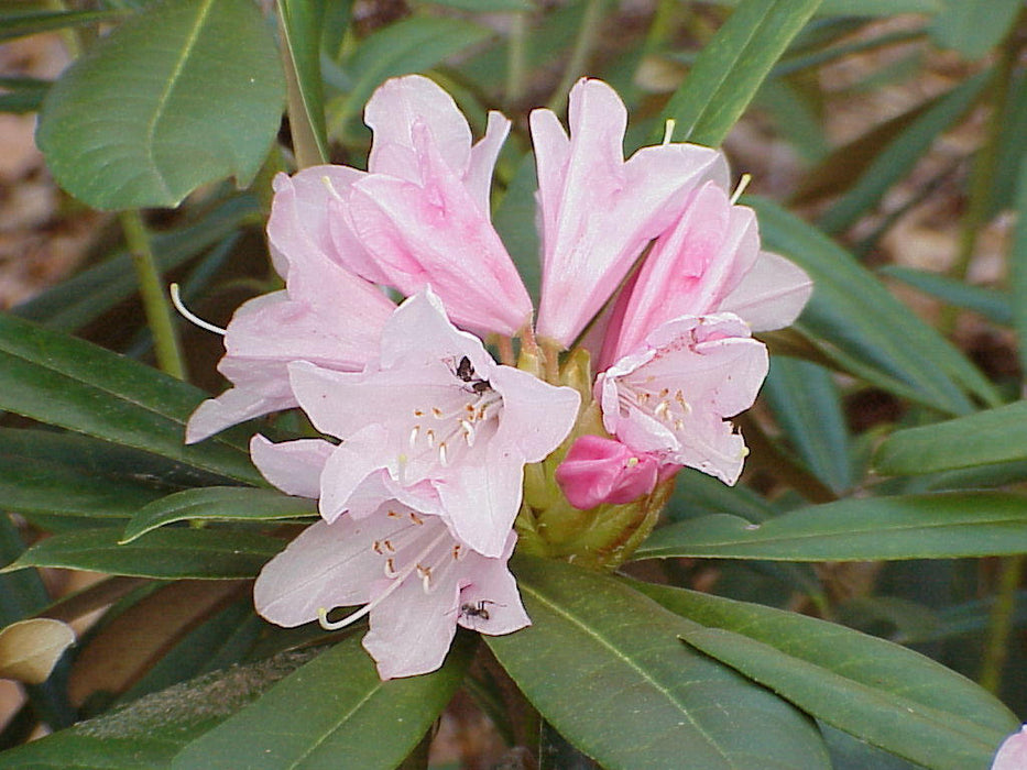 20 Seeds Rhododendron adenopodum Seeds,