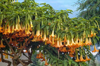 25 Seeds Brugamensia yellow, Angel Trumpet Yellow Flower