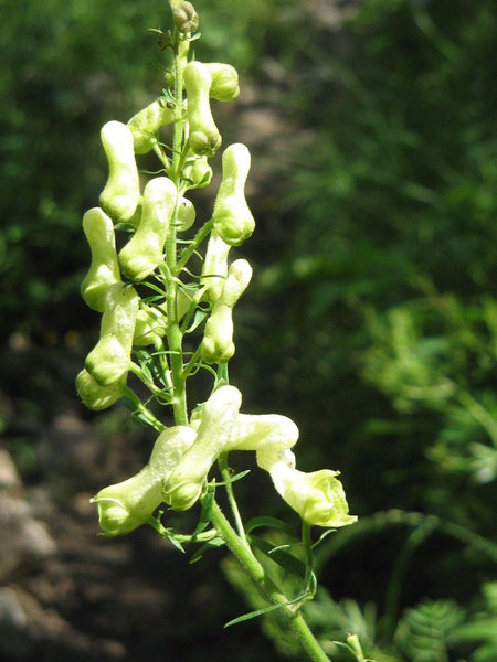 10 Seeds Aconitum lycoctonum ssp. vulparia Seeds