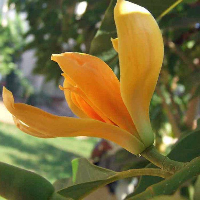 100  Michelia Champaca Seeds, Joy Perfume ,Magnolia Champaka Seeds
