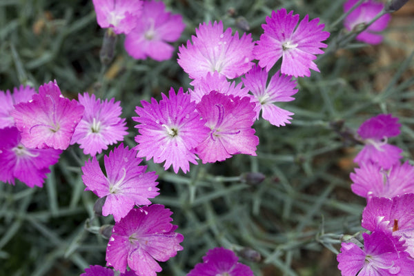 20 Dianthus oschtenica  Seeds