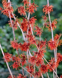 10 Seeds Hamamelis x intermedia Ruby Glow ,Witch Hazel Seeds