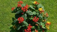 25 Seeds Hypericum Miracle Marvel