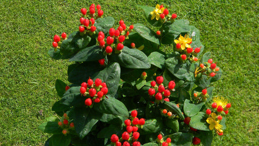 25 Seeds Hypericum Miracle Marvel — Seeds And Smiles - Buy Top Quality Seeds With Free Worldwide
