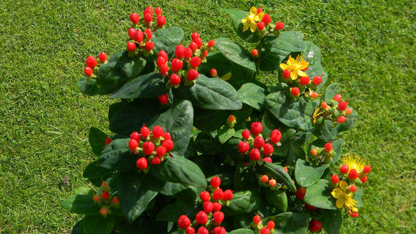 25 Seeds Hypericum Miracle Marvel