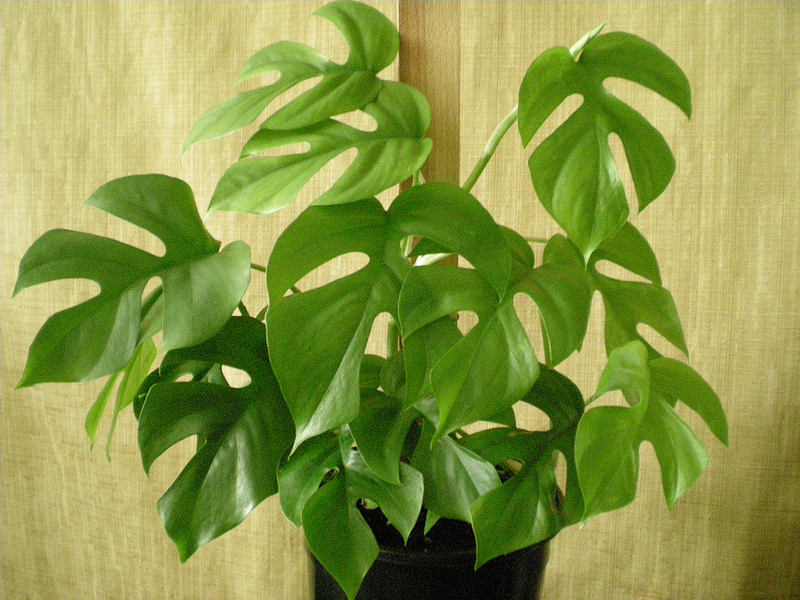 25  Rhaphidophora tetrasperma Seeds, Philodendron imbe Ginny, Epipremnum "Ginny" Mini split-leaf Philodendron