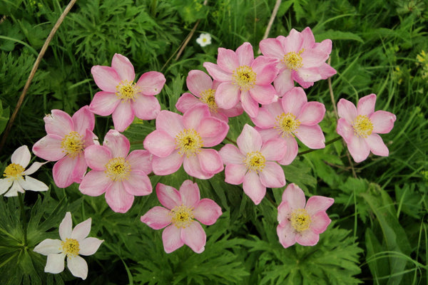 10 Seeds Anemone fasciulata, Alpine Plant Seeds