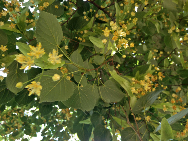 5 Seeds Tilia microphylla