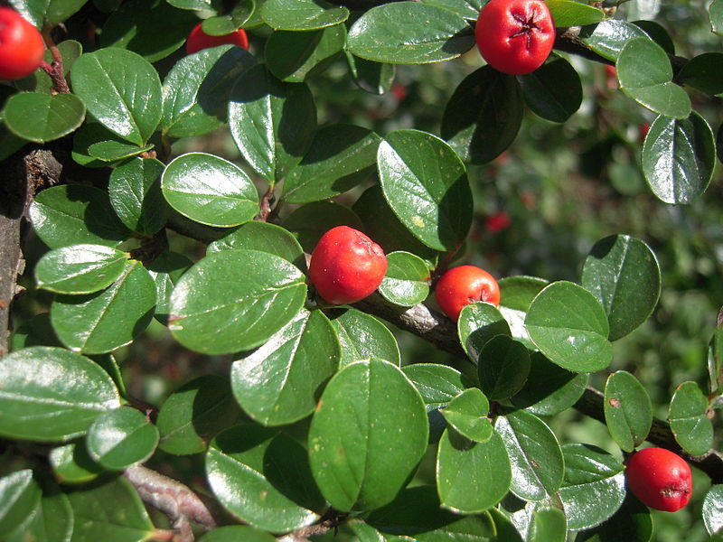 10 Cotoneaster integerrimus Seeds, Common Cotoneaster