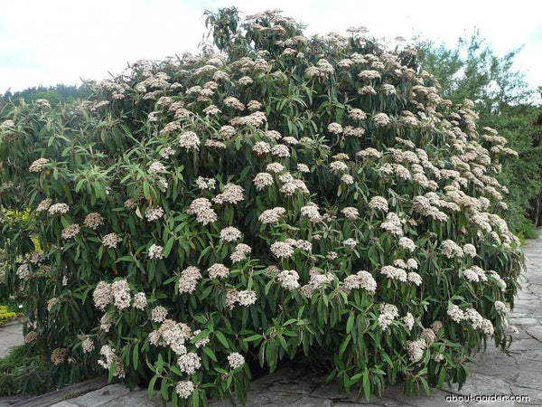 10 Viburnum rhytidophyllum Seeds,  leatherleaf viburnum Seeds