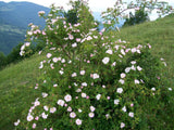 15 Rosa canina Seeds, Dog rose , pink dog rose Seeds