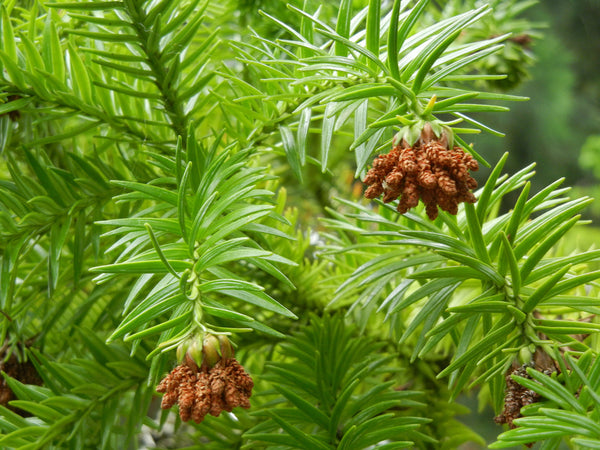 10 Seeds Cunninghamia lanceolata Seeds, China fir Seeds