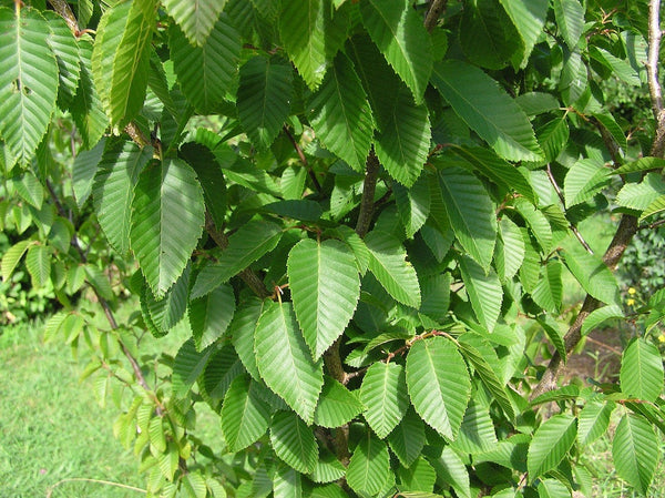 10 Seeds Carpinus shensiensis Seeds, - Seeds And Smiles - Buy Top Quality Seeds With Free Worldwide Shipping