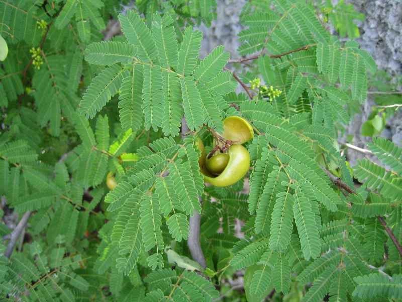 15 Seeds Caesalpinia coriaria , Divi Divi Tree Seeds, American Sumac Tree Seeds