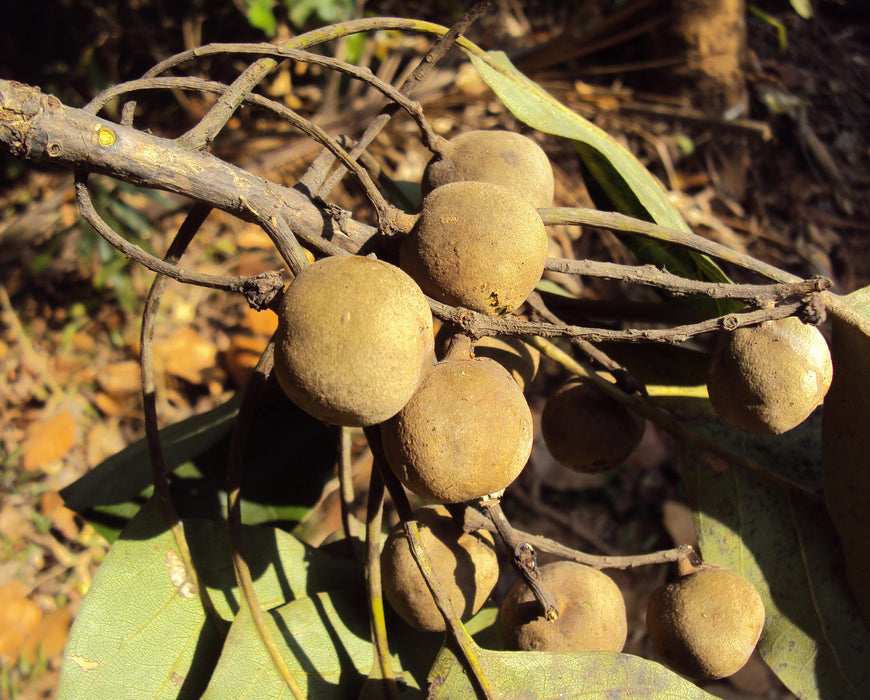 15 Terminalia bellirica Seeds, Bastard myrobalan Seeds