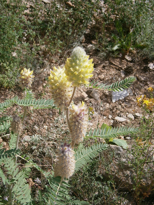 10  Astragalus fragrans, Exotic Seeds