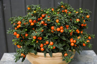 25 Seeds Solanum pseudocapsicum, Jerusalem cherry, Madeira winter cherry,  winter cherry,