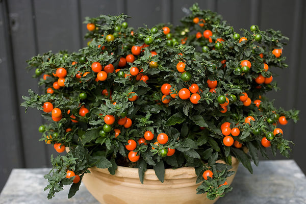 25 Seeds Solanum pseudocapsicum, Jerusalem cherry, Madeira winter cherry,  winter cherry,