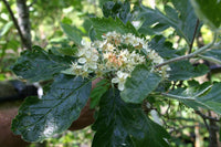 10 Seeds Sorbus  intermedia Seeds, Swedish Whitebeam Seeds