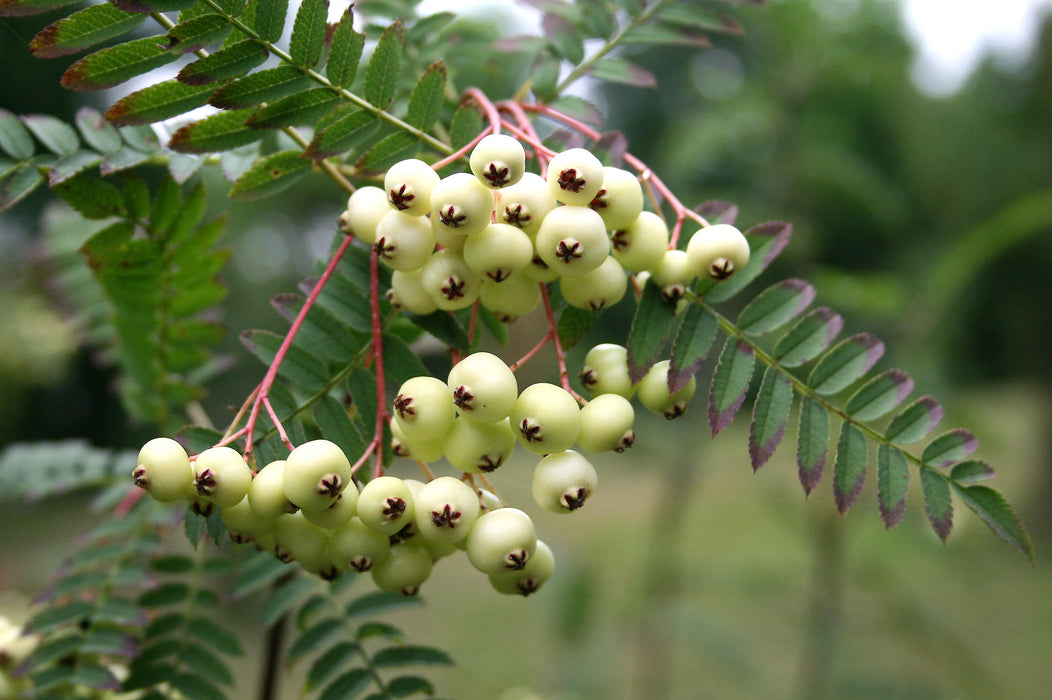10 Sorbus  affinis koehneana Seeds