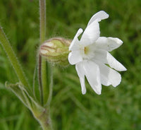 10 Seeds Silene marcawiczii, Alpine Plant Seeds